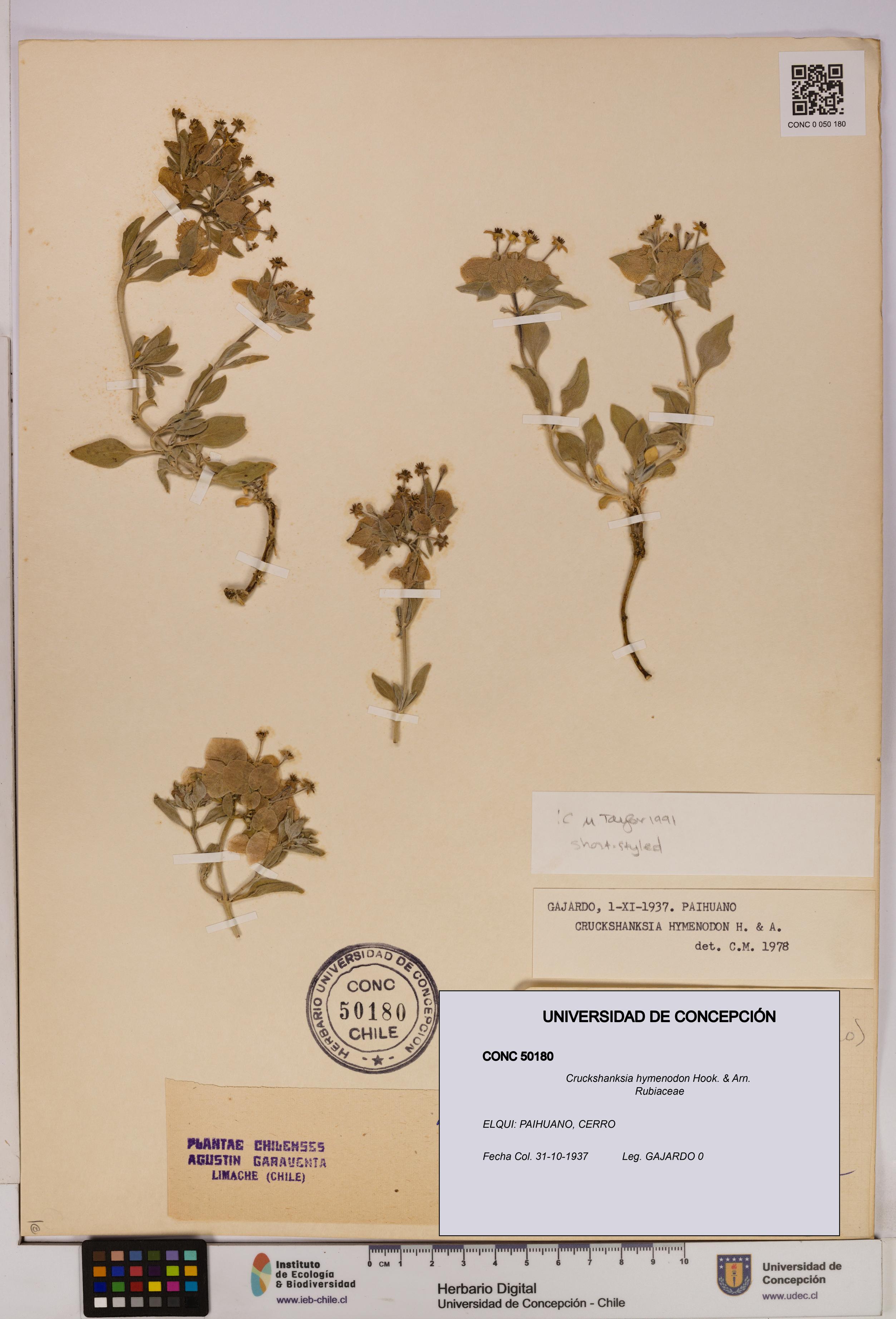 Cruckshanksia hymenodon [Espécimen: UDEC:CONC:0050180]