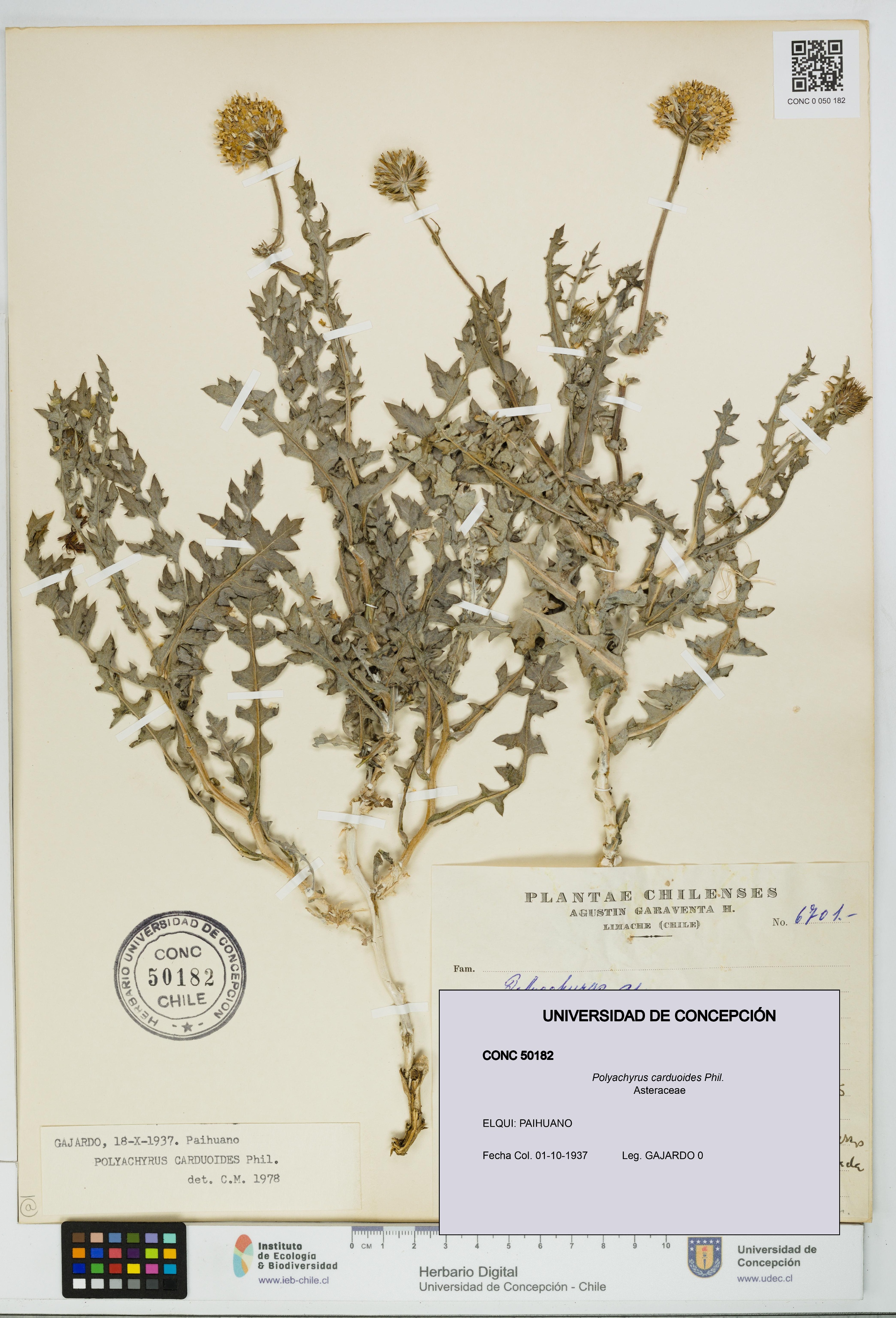 Polyachyrus carduoides [Espécimen: UDEC:CONC:0050182]