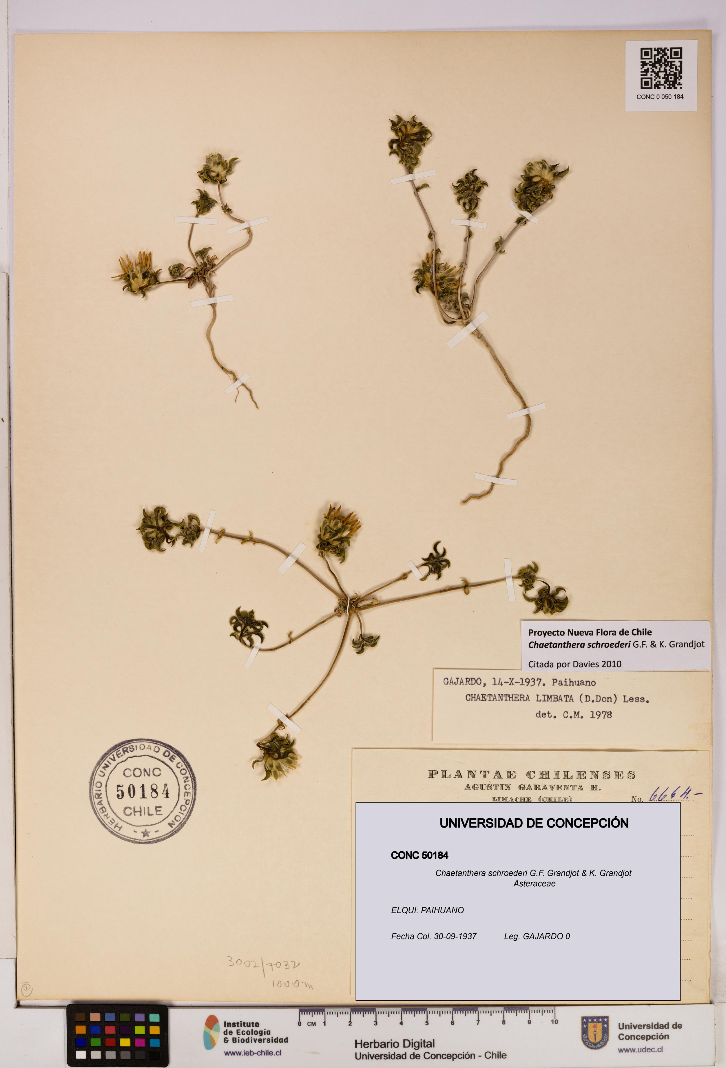 Chaetanthera schroederi [Espécimen: UDEC:CONC:0050184]