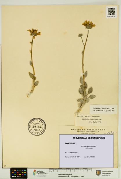 Encelia canescens [Espécimen: UDEC:CONC:0050185]