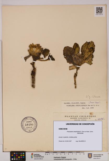 Pachylaena atriplicifolia [Espécimen: ]