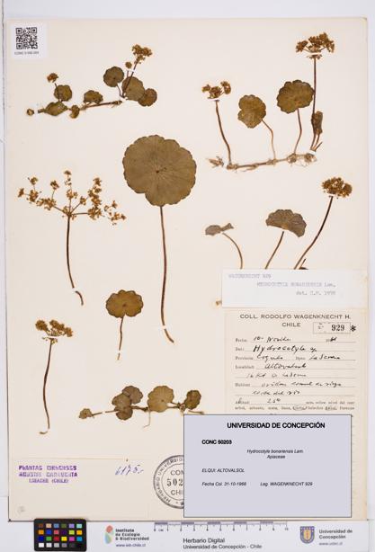 Hydrocotyle bonariensis [Espécimen: ]