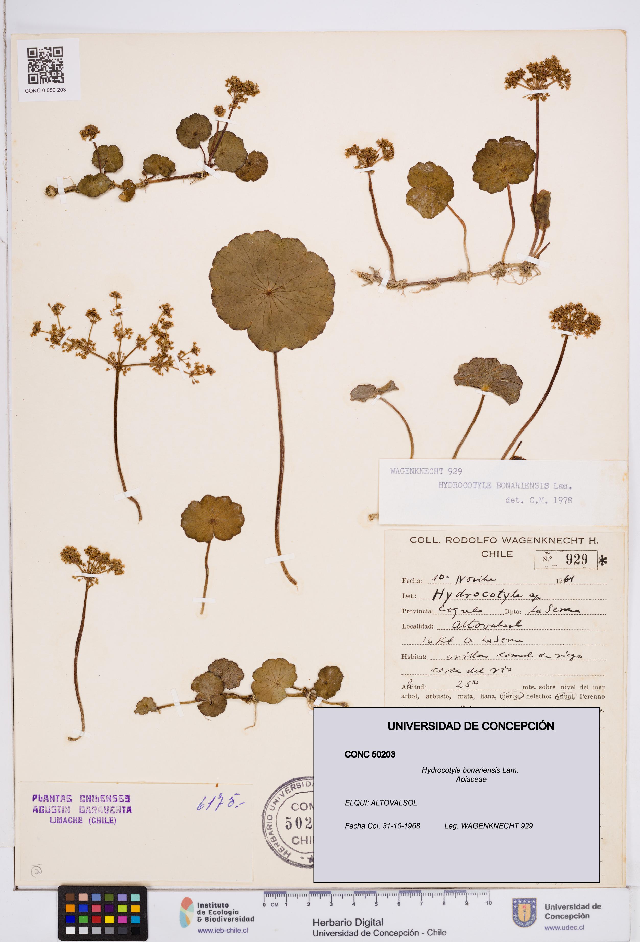 Hydrocotyle bonariensis [Espécimen: ]