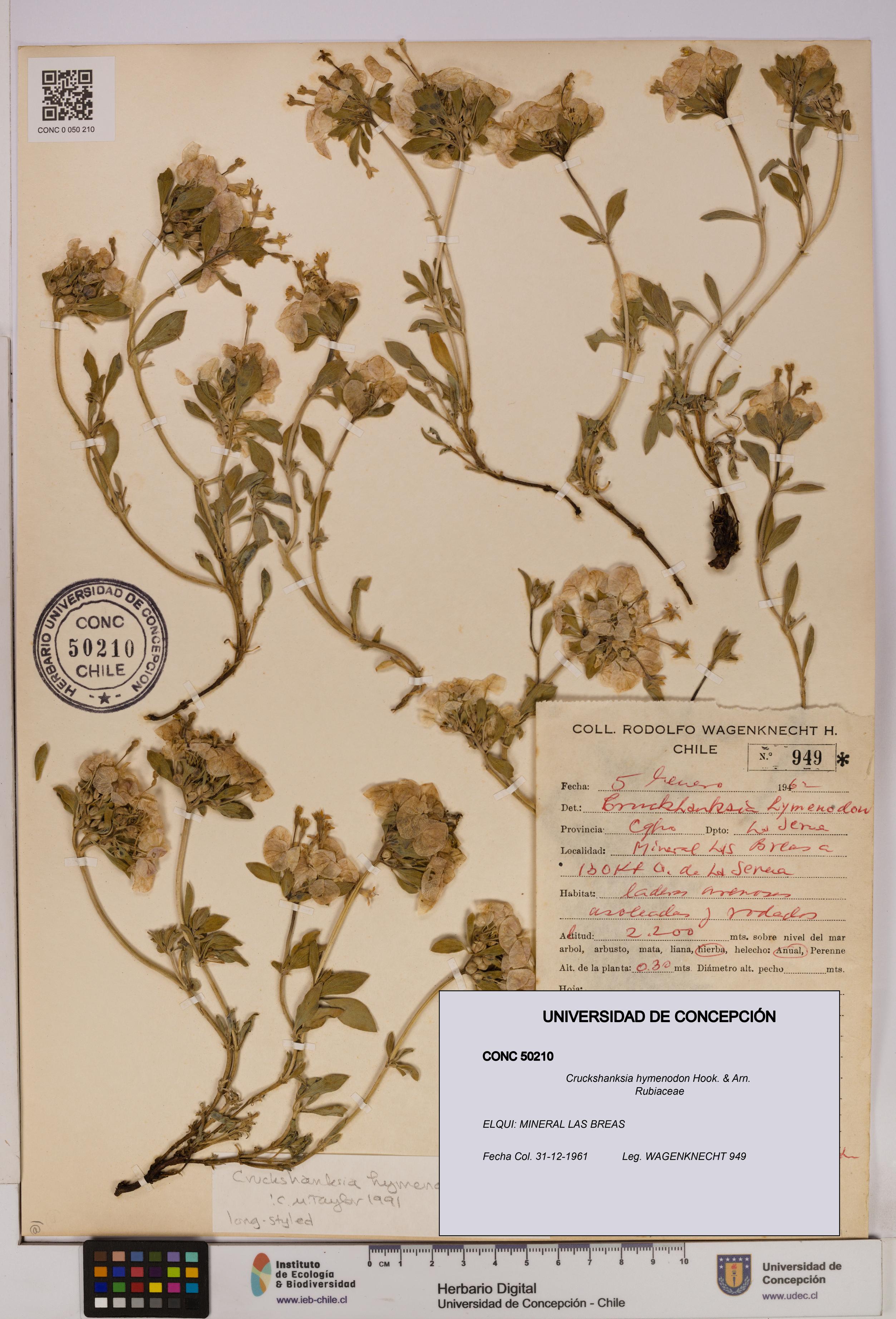 Cruckshanksia hymenodon [Espécimen: UDEC:CONC:0050210]