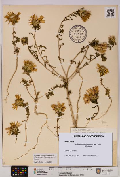 Chaetanthera frayjorgensis [Espécimen: UDEC:CONC:0050212]