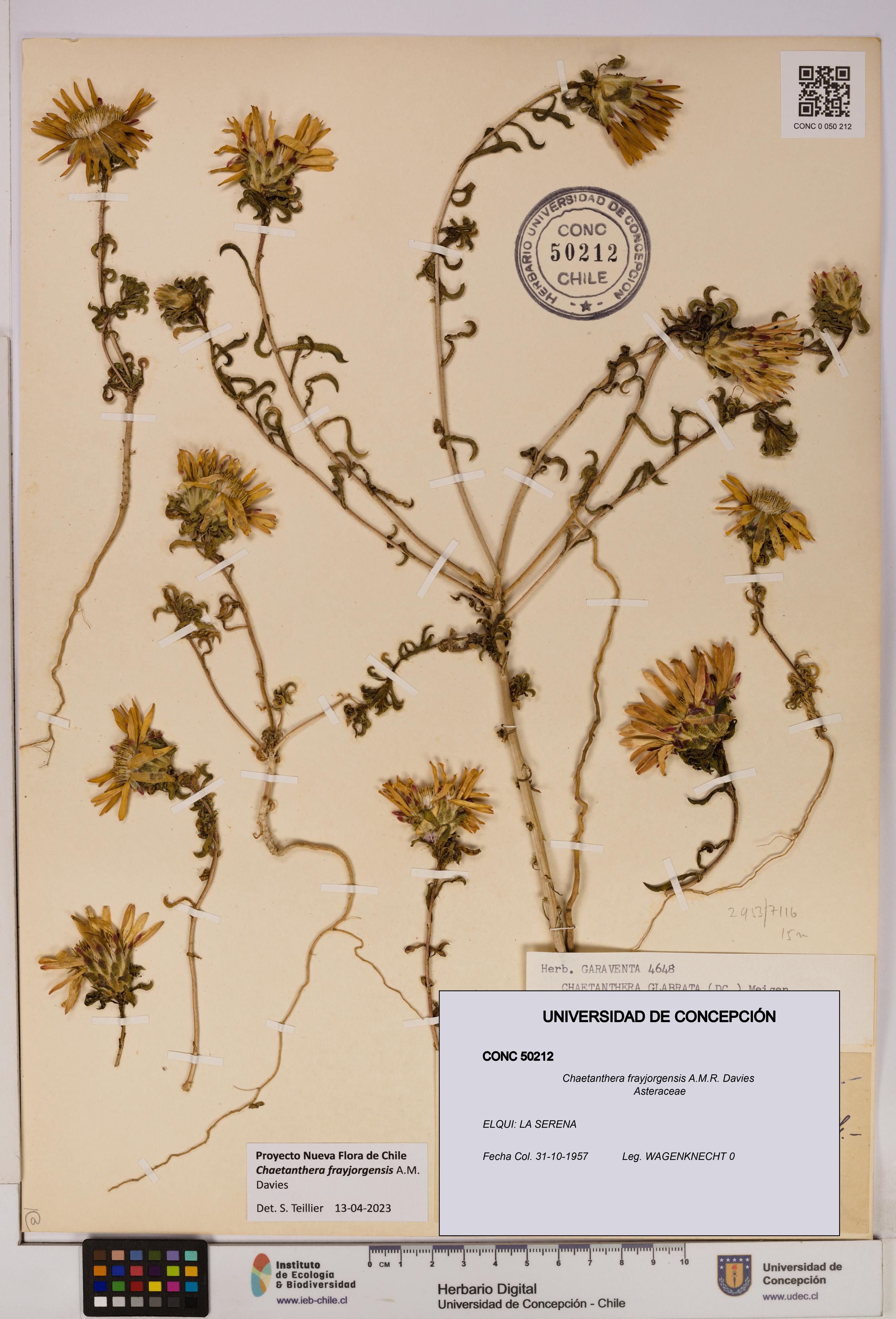 Chaetanthera frayjorgensis [Espécimen: UDEC:CONC:0050212]