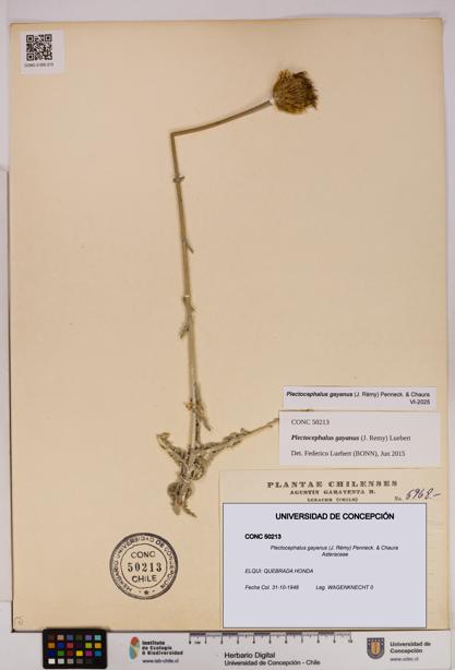 Plectocephalus gayanus [Espécimen: UDEC:CONC:0050213]