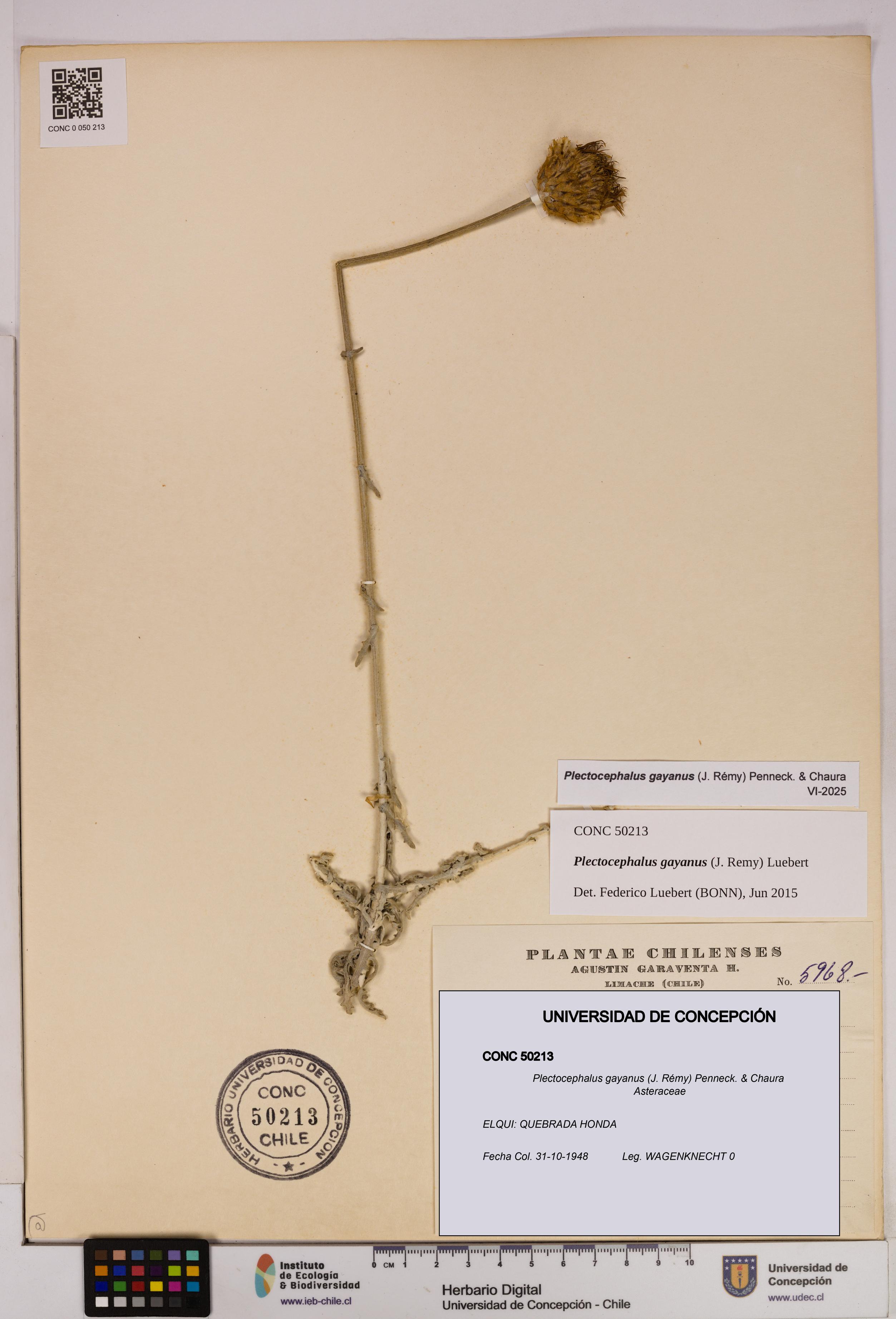 Plectocephalus gayanus [Espécimen: UDEC:CONC:0050213]