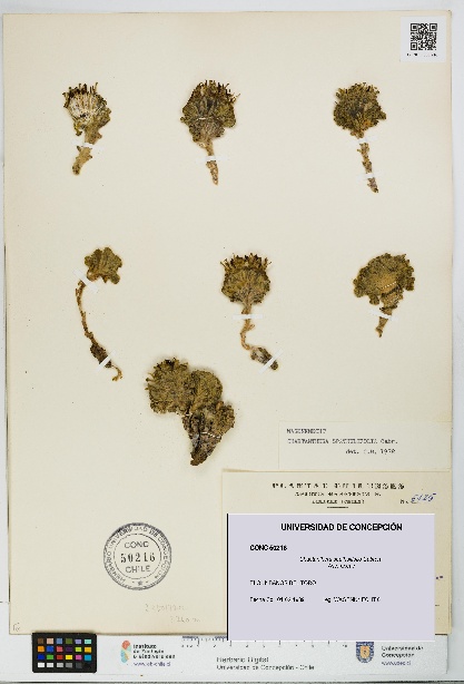 Chaetanthera spathulifolia [Espécimen: UDEC:CONC:0050216]