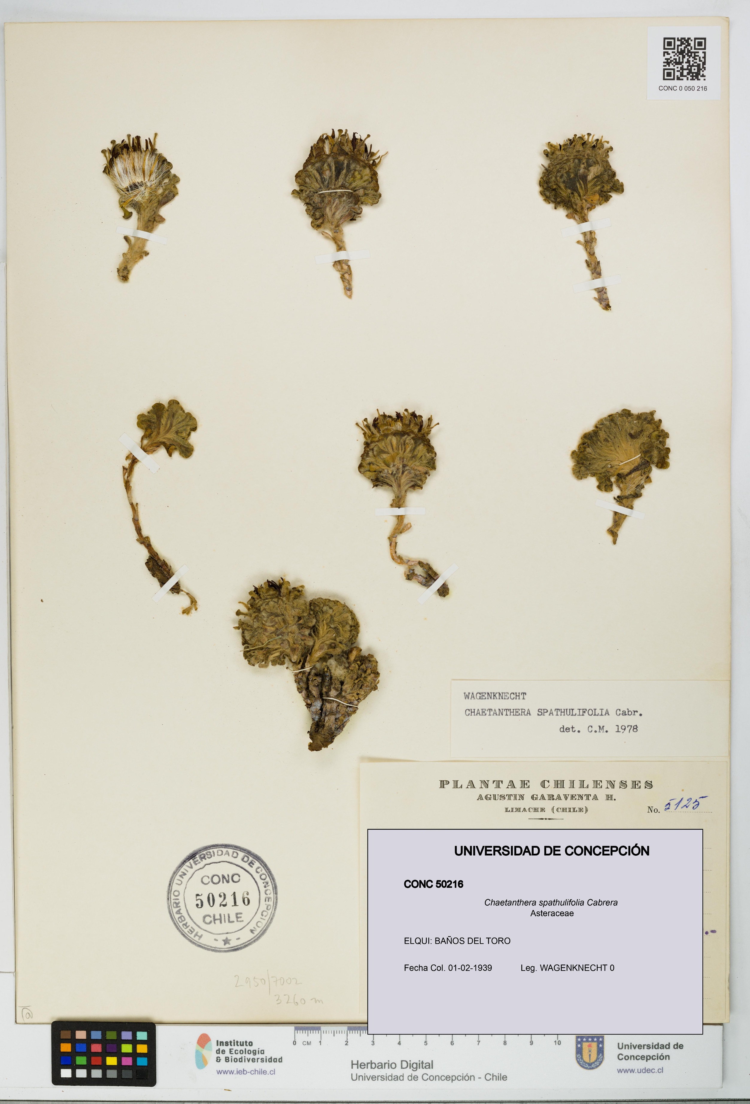 Chaetanthera spathulifolia [Espécimen: UDEC:CONC:0050216]