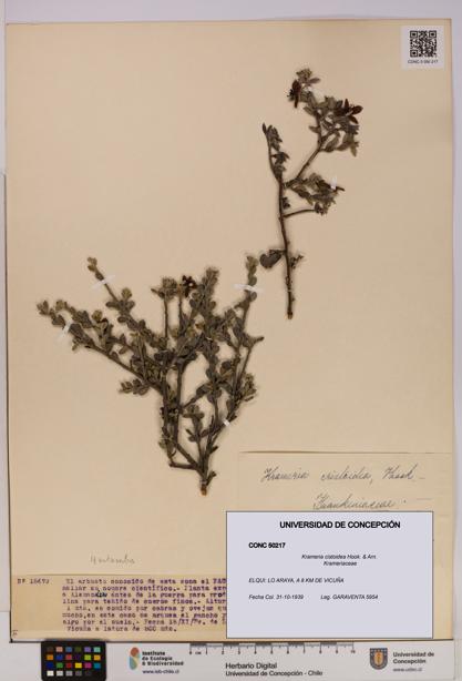 Krameria cistoidea [Espécimen: UDEC:CONC:0050217]