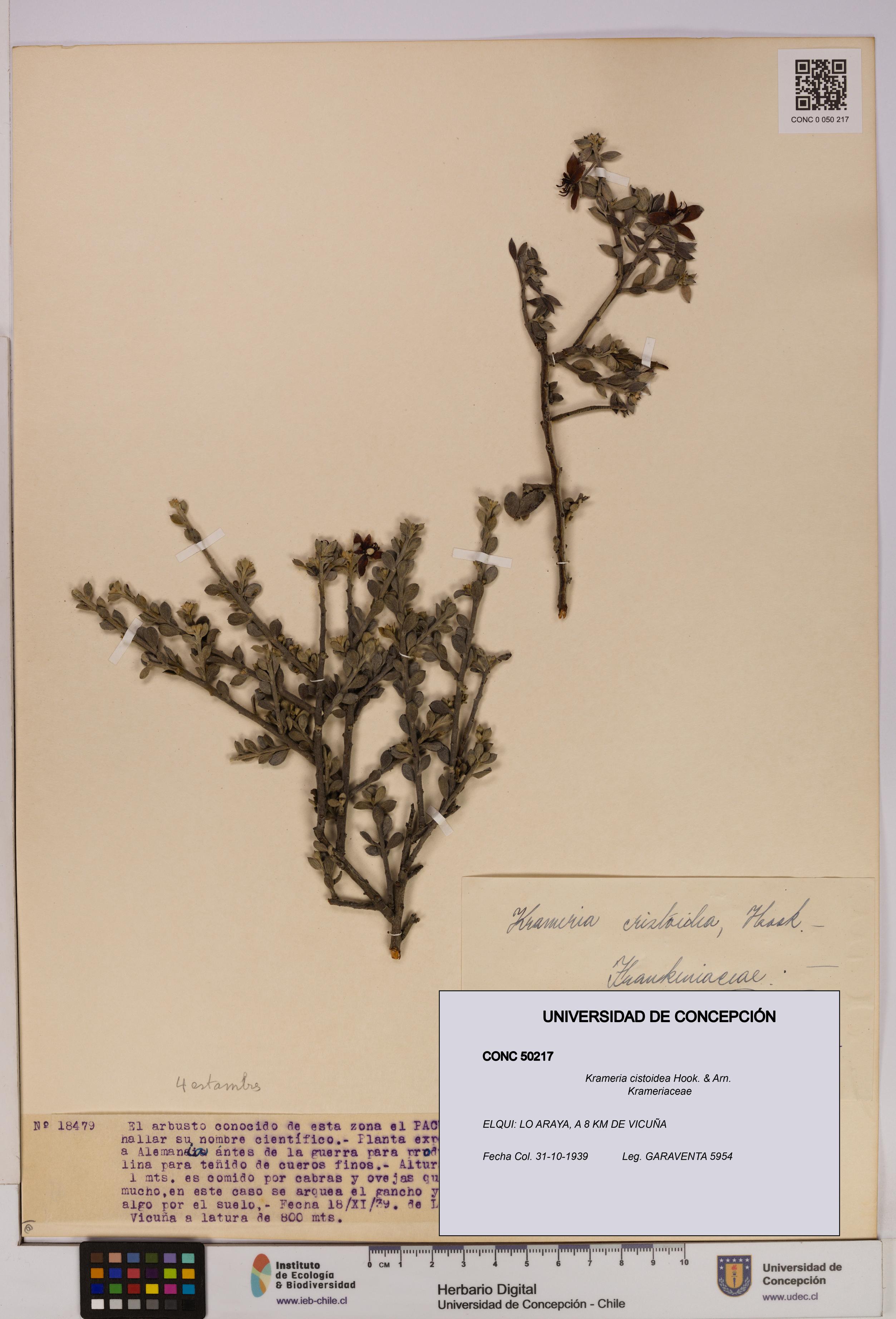 Krameria cistoidea [Espécimen: UDEC:CONC:0050217]