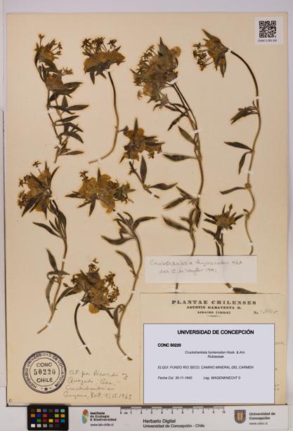 Cruckshanksia hymenodon [Espécimen: UDEC:CONC:0050220]