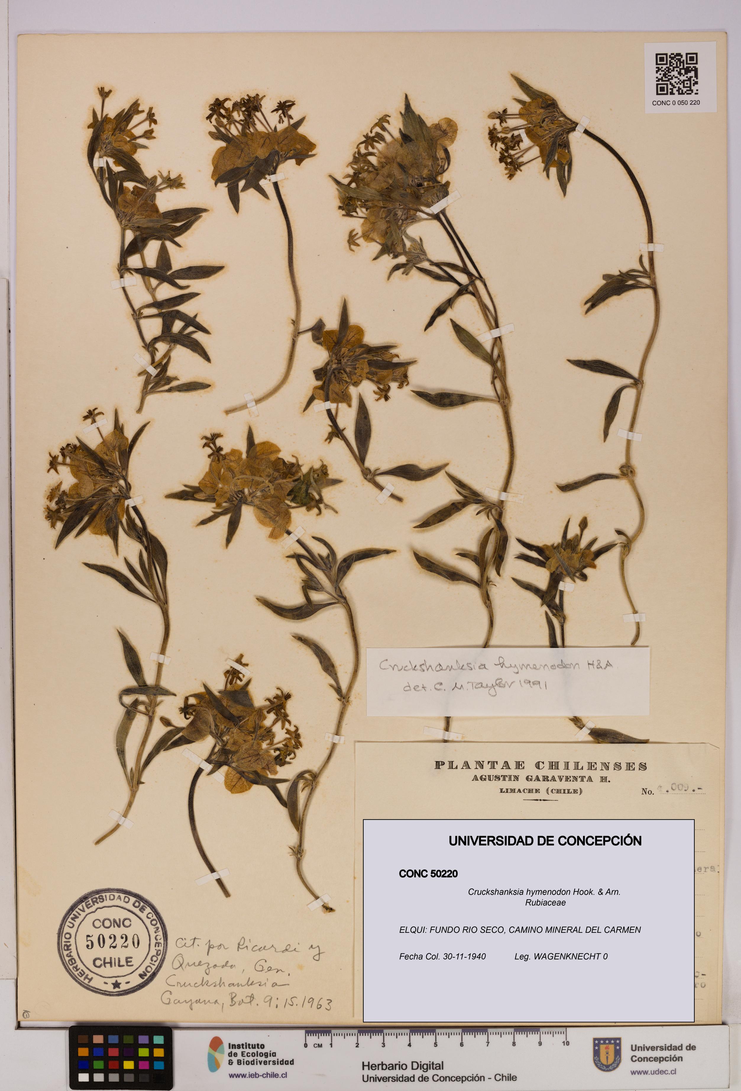 Cruckshanksia hymenodon [Espécimen: UDEC:CONC:0050220]