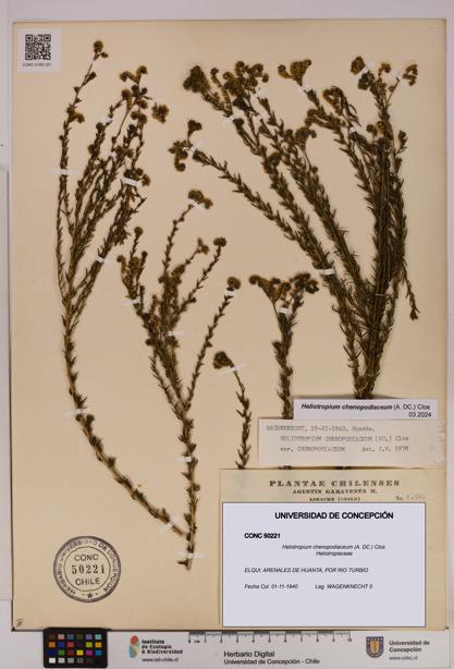 Heliotropium chenopodiaceum [Espécimen: UDEC:CONC:0050221]