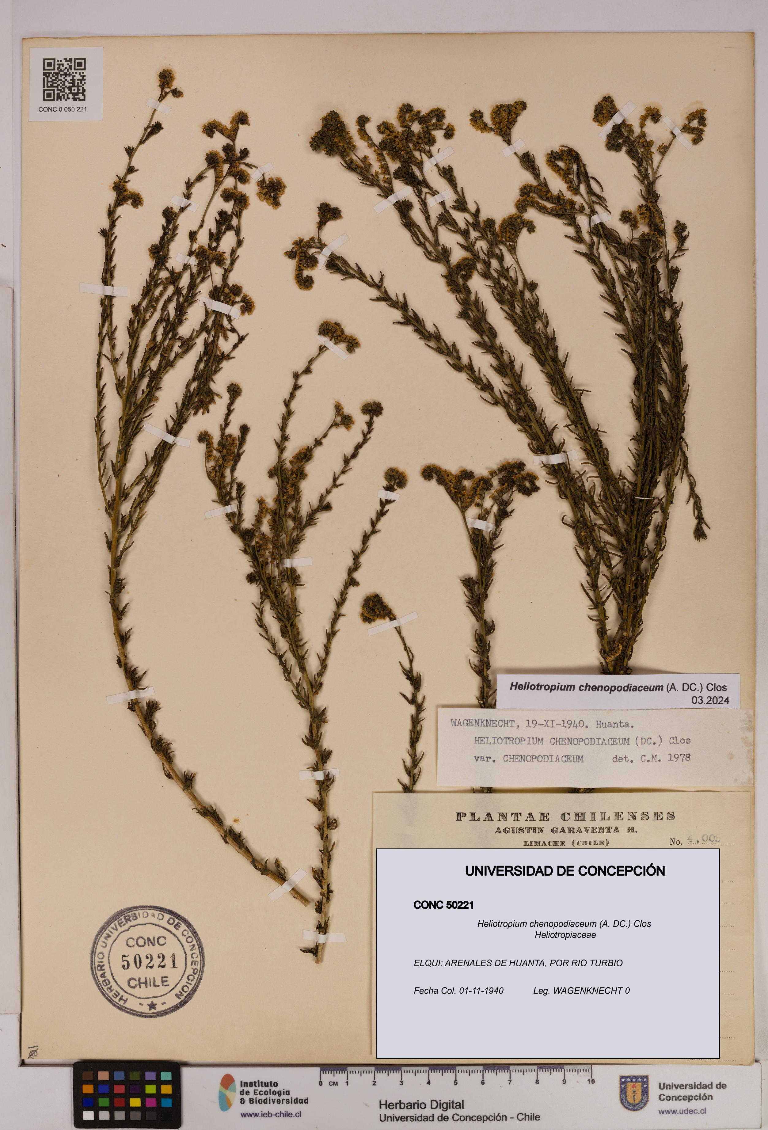 Heliotropium chenopodiaceum [Espécimen: UDEC:CONC:0050221]
