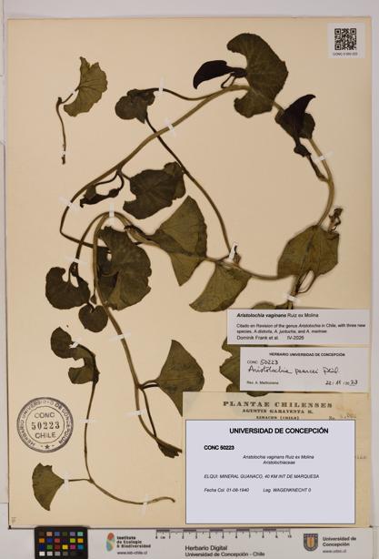 Aristolochia vaginans [Espécimen: ]