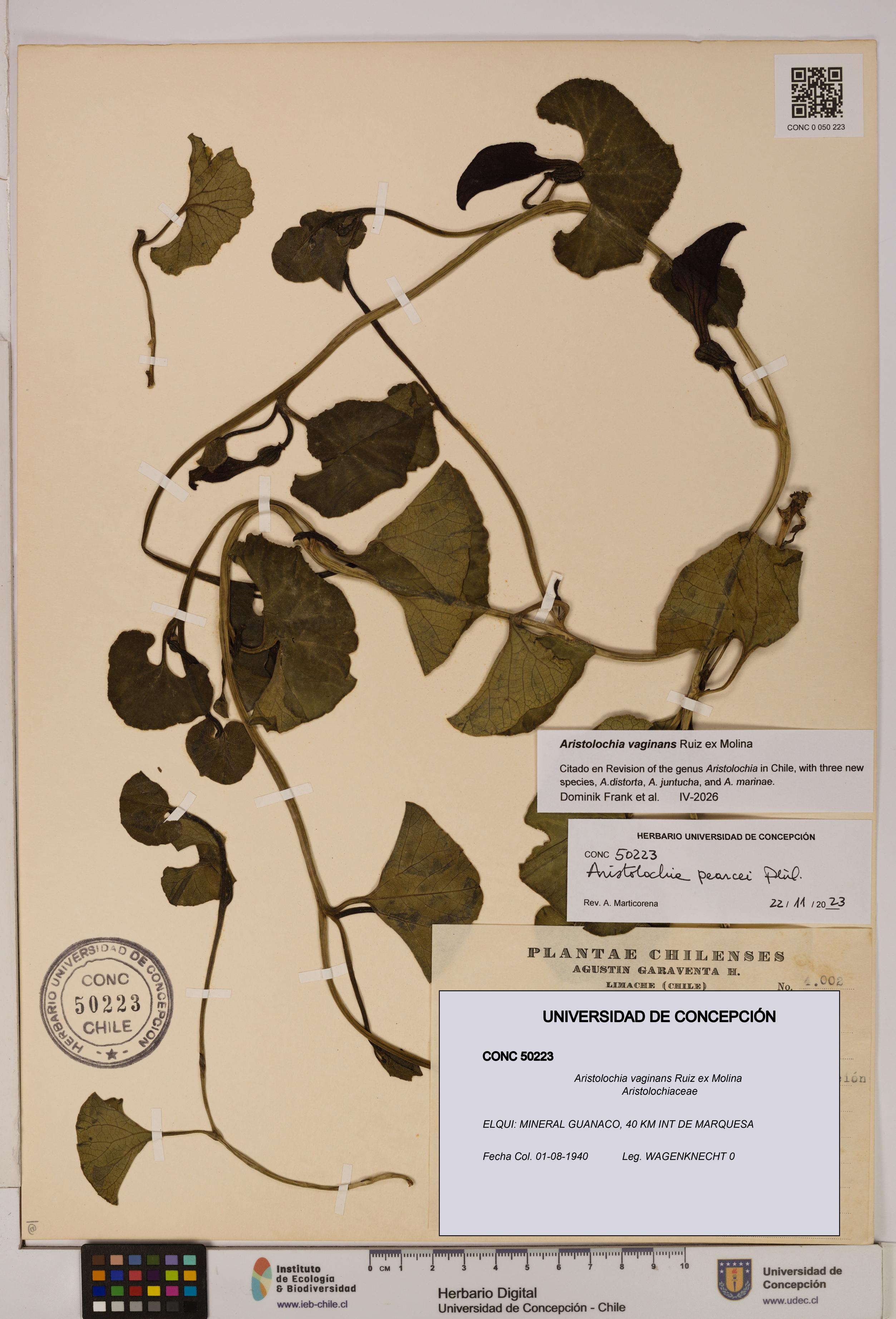 Aristolochia vaginans [Espécimen: ]