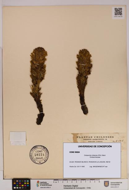 Orobanche chilensis [Espécimen: UDEC:CONC:0050224]