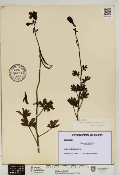Argylia potentillifolia [Espécimen: UDEC:CONC:0050231]