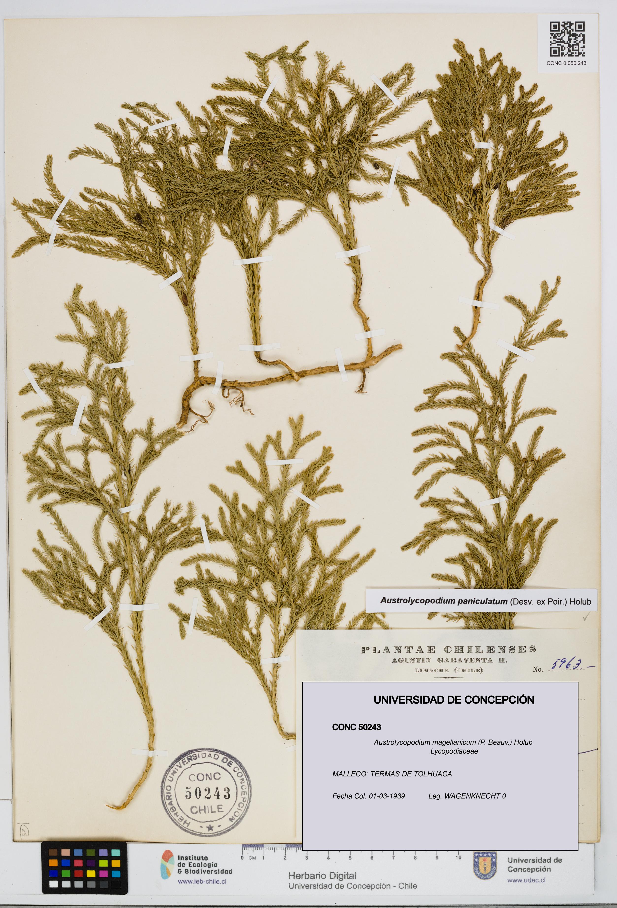 Austrolycopodium magellanicum [Espécimen: UDEC:CONC:0050243]