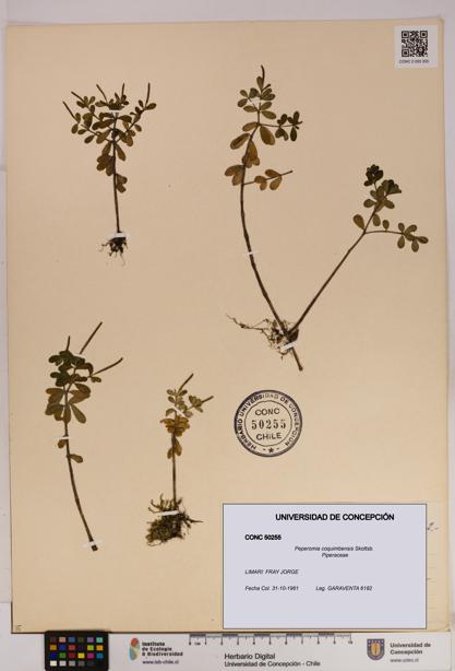 Peperomia coquimbensis [Espécimen: UDEC:CONC:0050255]