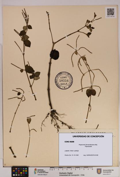 Peperomia fernandeziana [Espécimen: UDEC:CONC:0050256]