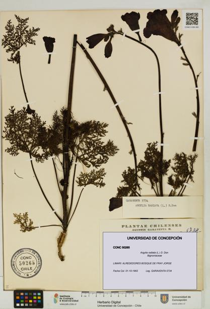 Argylia radiata [Espécimen: UDEC:CONC:0050265]