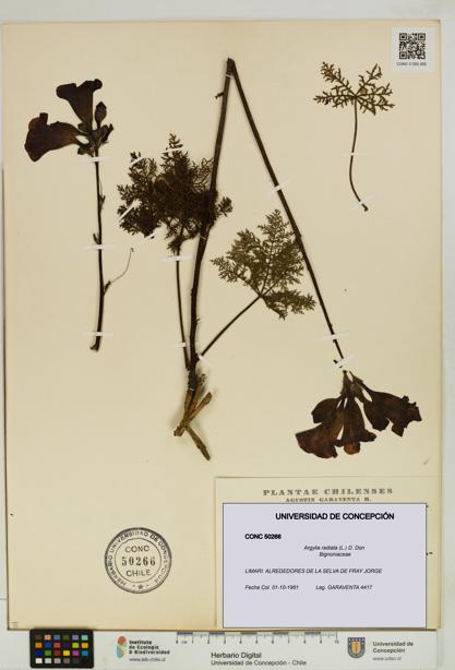 Argylia radiata [Espécimen: UDEC:CONC:0050266]