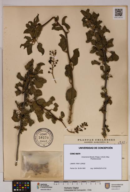 Anisomeria littoralis [Espécimen: UDEC:CONC:0050270]
