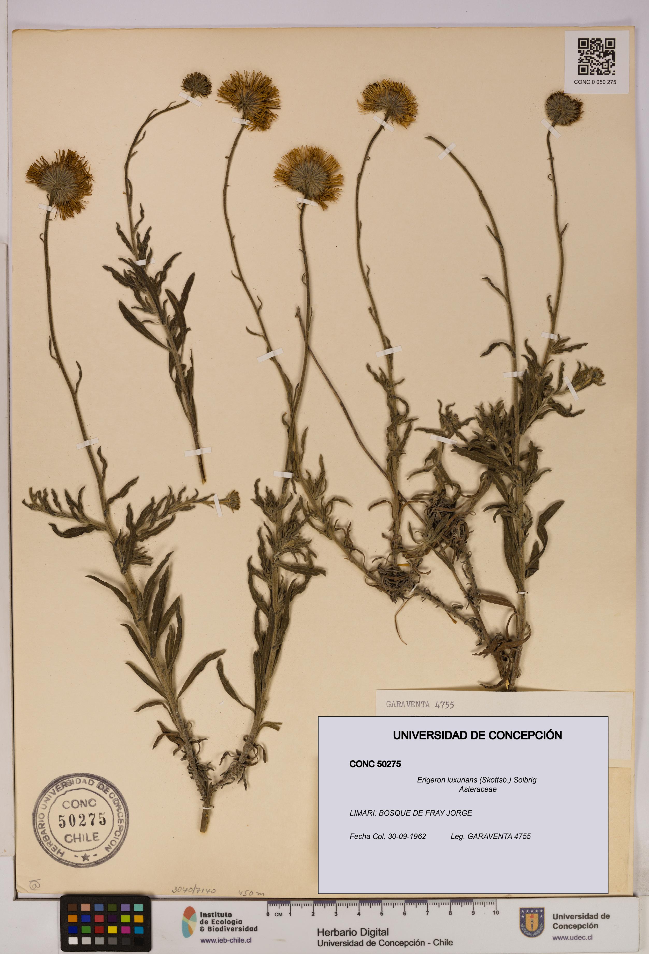 Erigeron luxurians [Espécimen: UDEC:CONC:0050275]