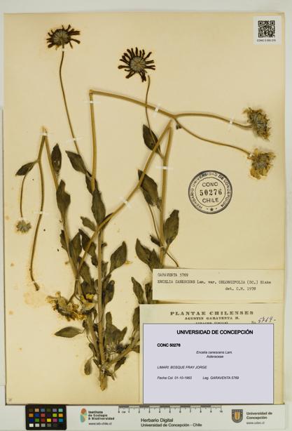 Encelia canescens [Espécimen: UDEC:CONC:0050276]