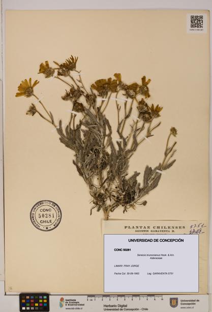 Senecio brunonianus [Espécimen: UDEC:CONC:0050281]