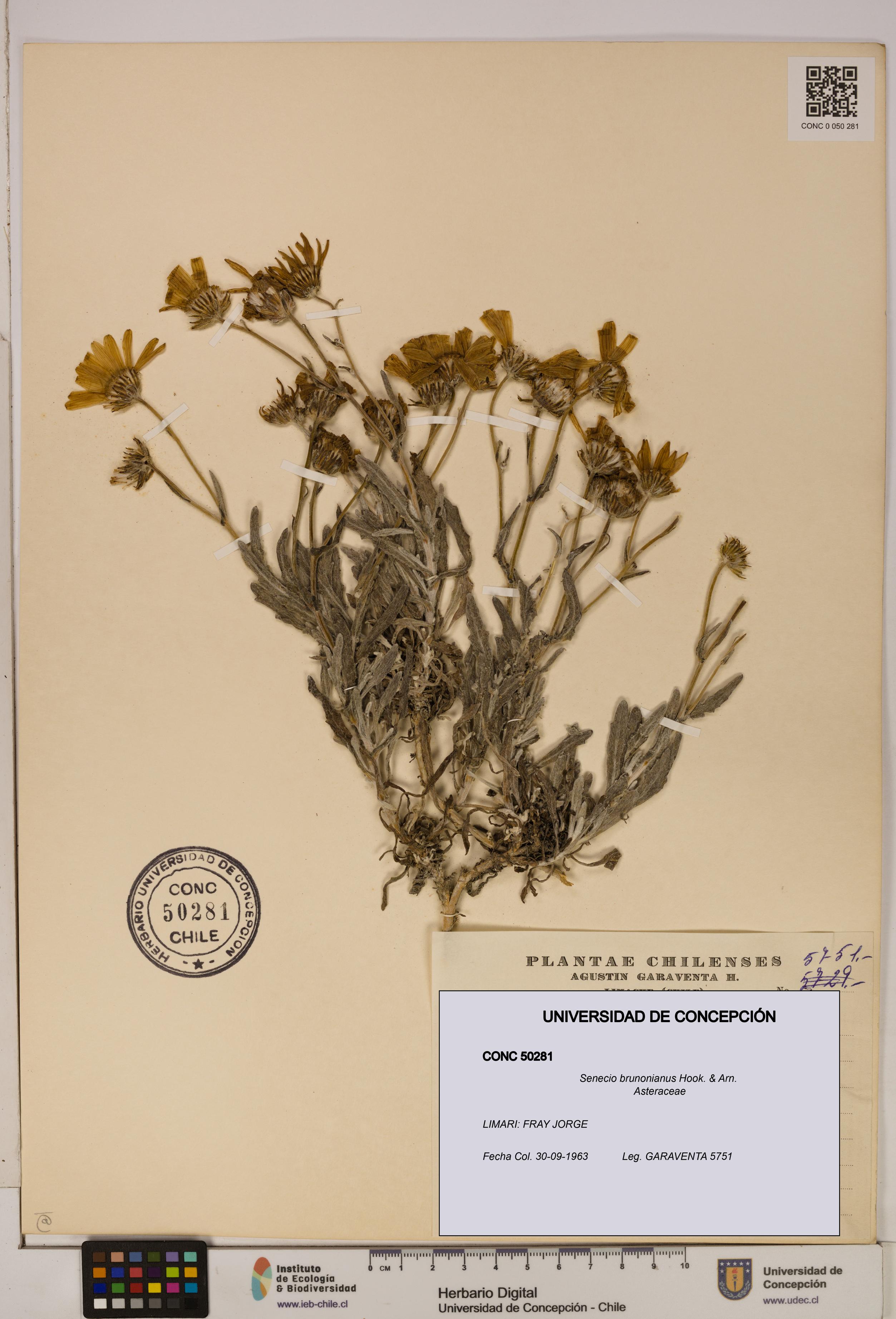 Senecio brunonianus [Espécimen: UDEC:CONC:0050281]
