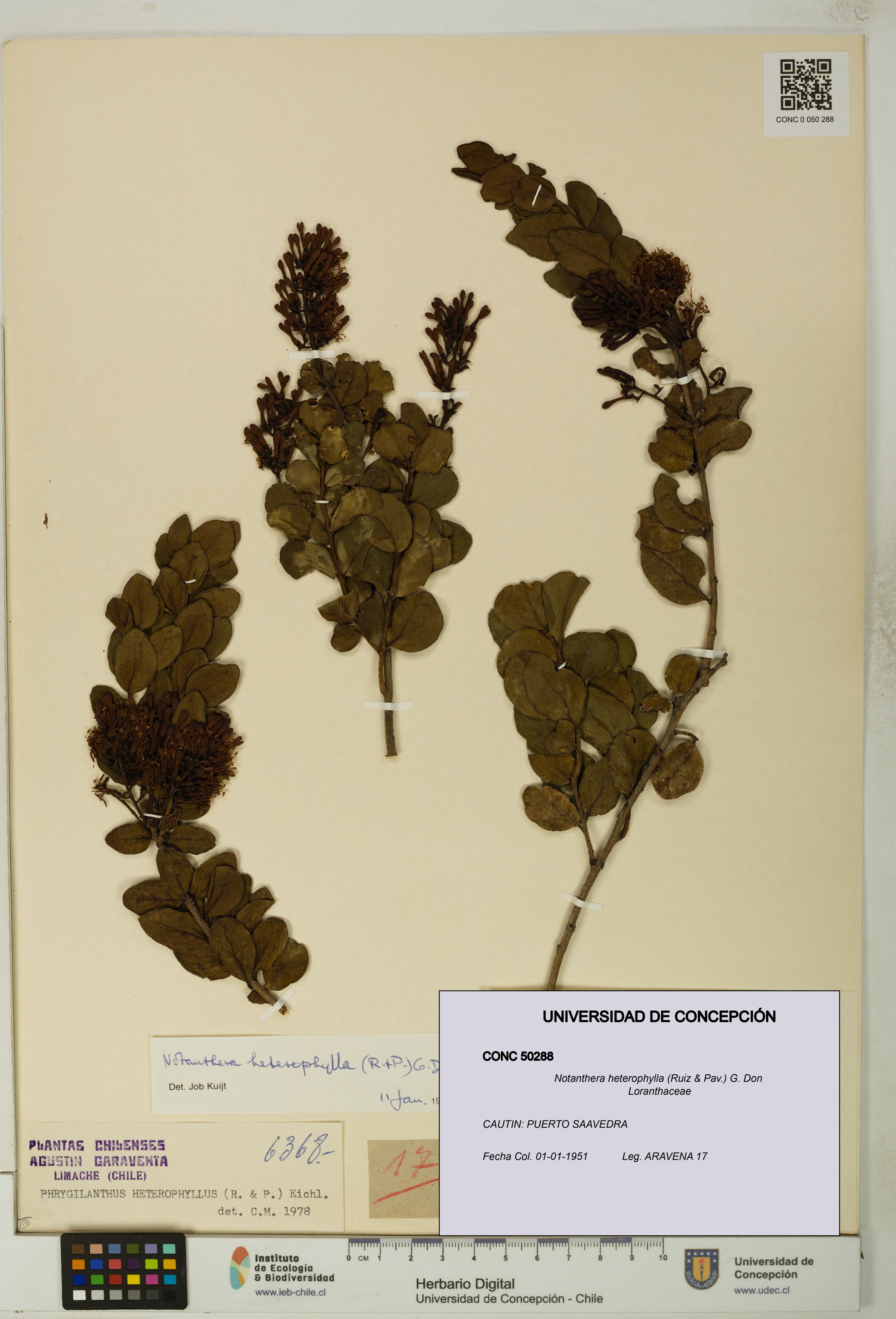 Notanthera heterophylla [Espécimen: UDEC:CONC:0050288]