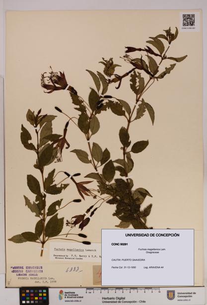 Fuchsia magellanica [Espécimen: UDEC:CONC:0050291]