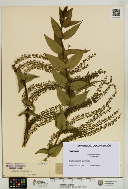 Coriaria ruscifolia [Espécimen: ]