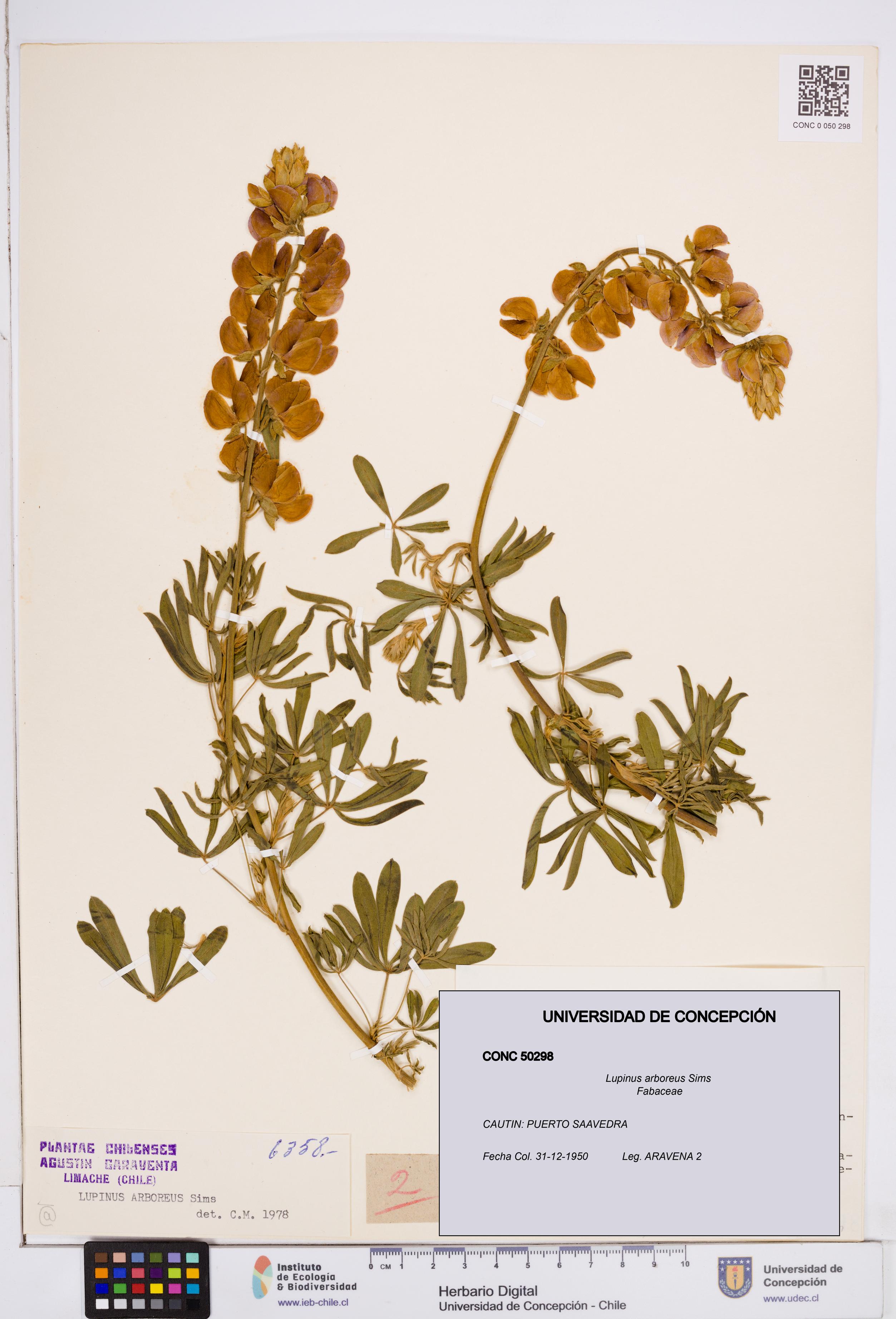 Lupinus arboreus [Espécimen: ]