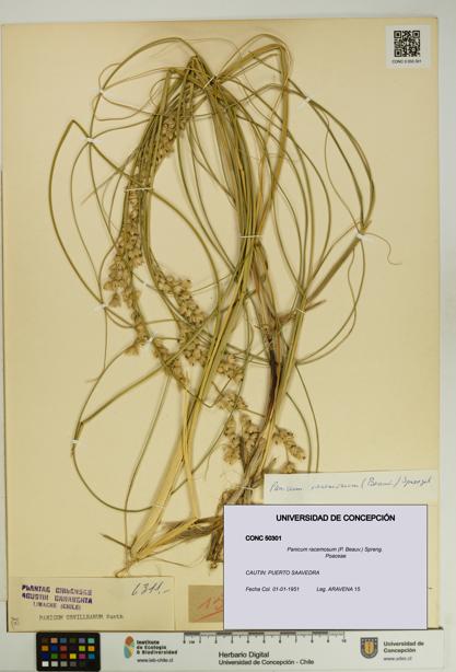 Panicum racemosum [Espécimen: UDEC:CONC:0050301]