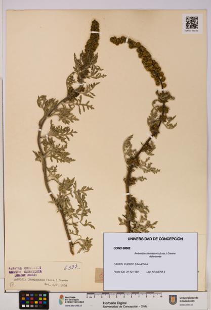 Ambrosia chamissonis [Espécimen: UDEC:CONC:0050302]