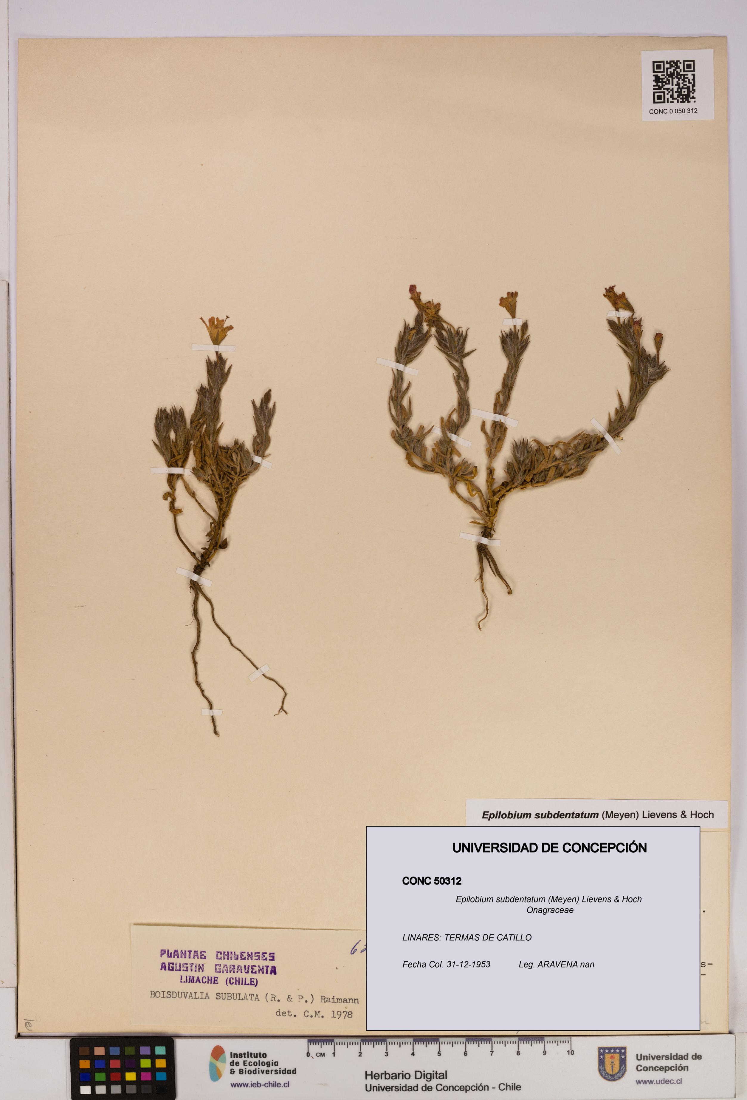 Epilobium subdentatum [Espécimen: UDEC:CONC:0050312]