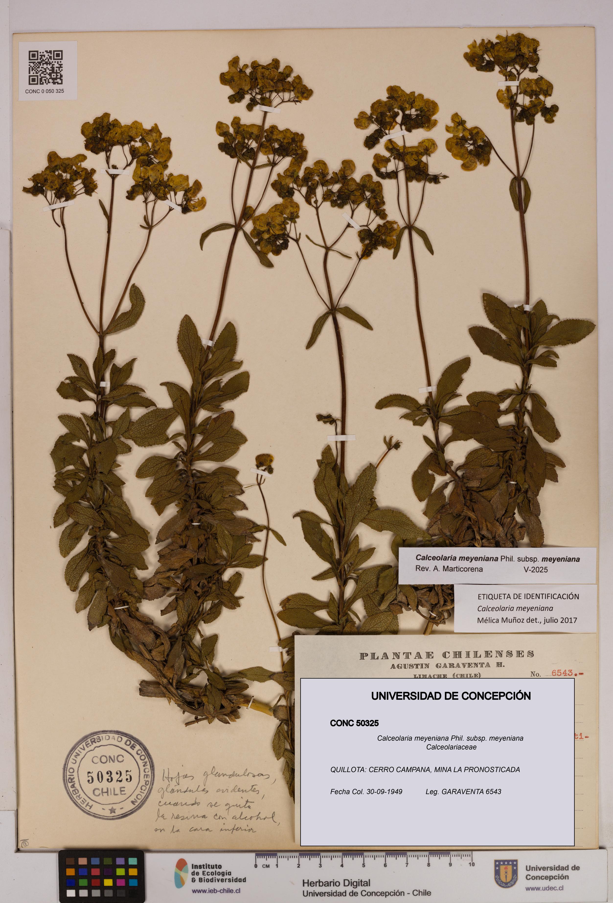 Calceolaria meyeniana subsp. meyeniana [Espécimen: UDEC:CONC:0050325]