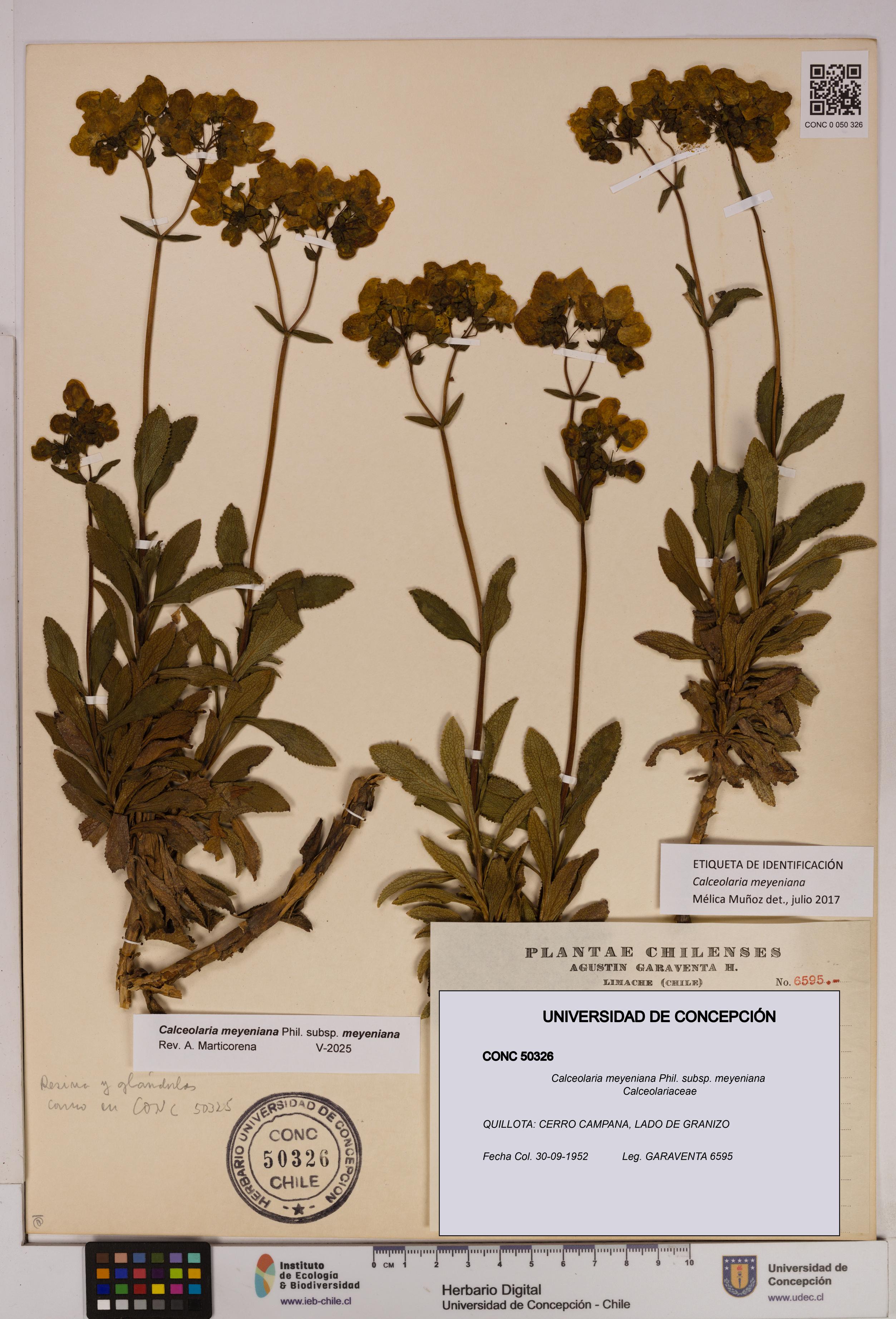 Calceolaria meyeniana subsp. meyeniana [Espécimen: UDEC:CONC:0050326]