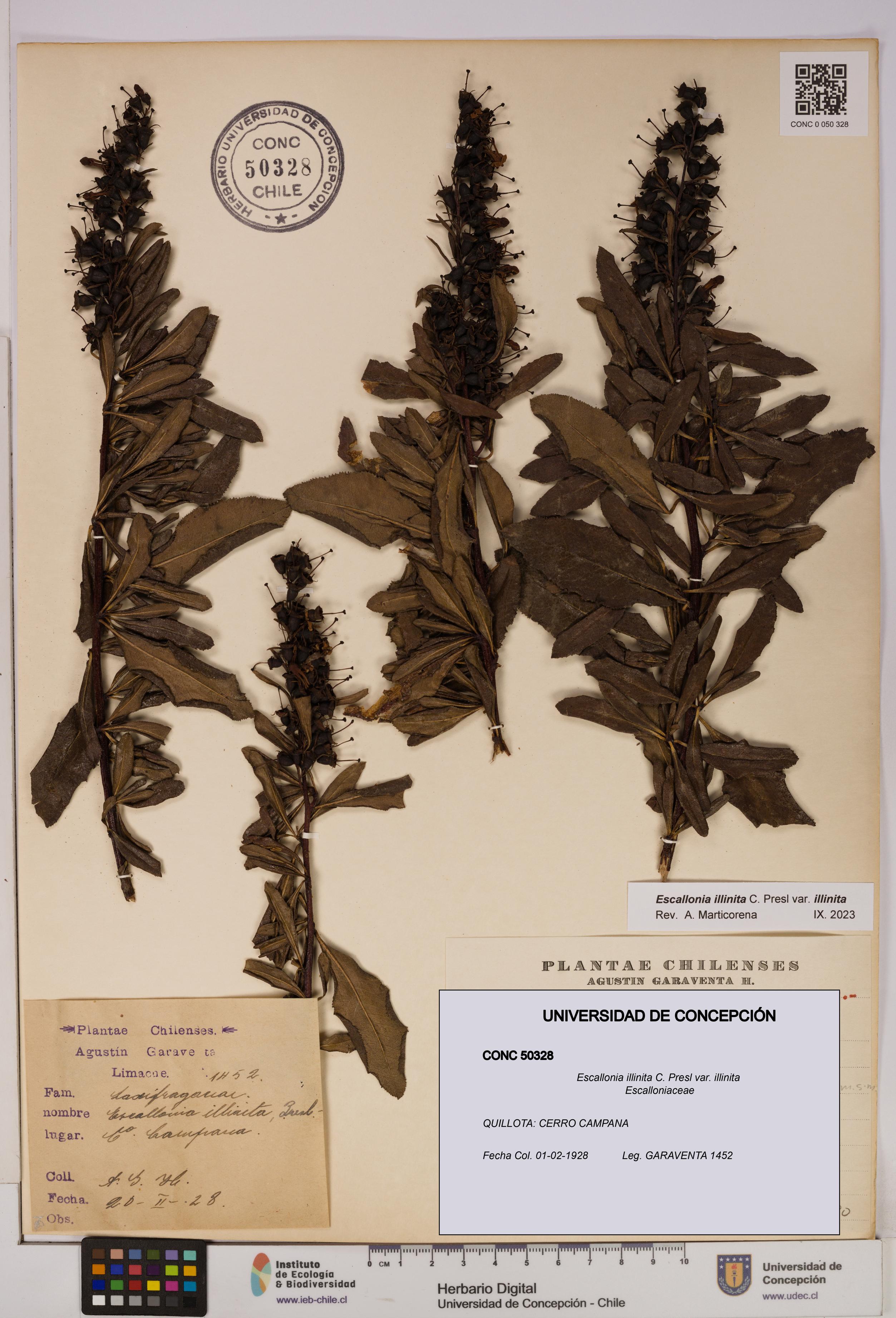 Escallonia illinita [Espécimen: UDEC:CONC:0050328]