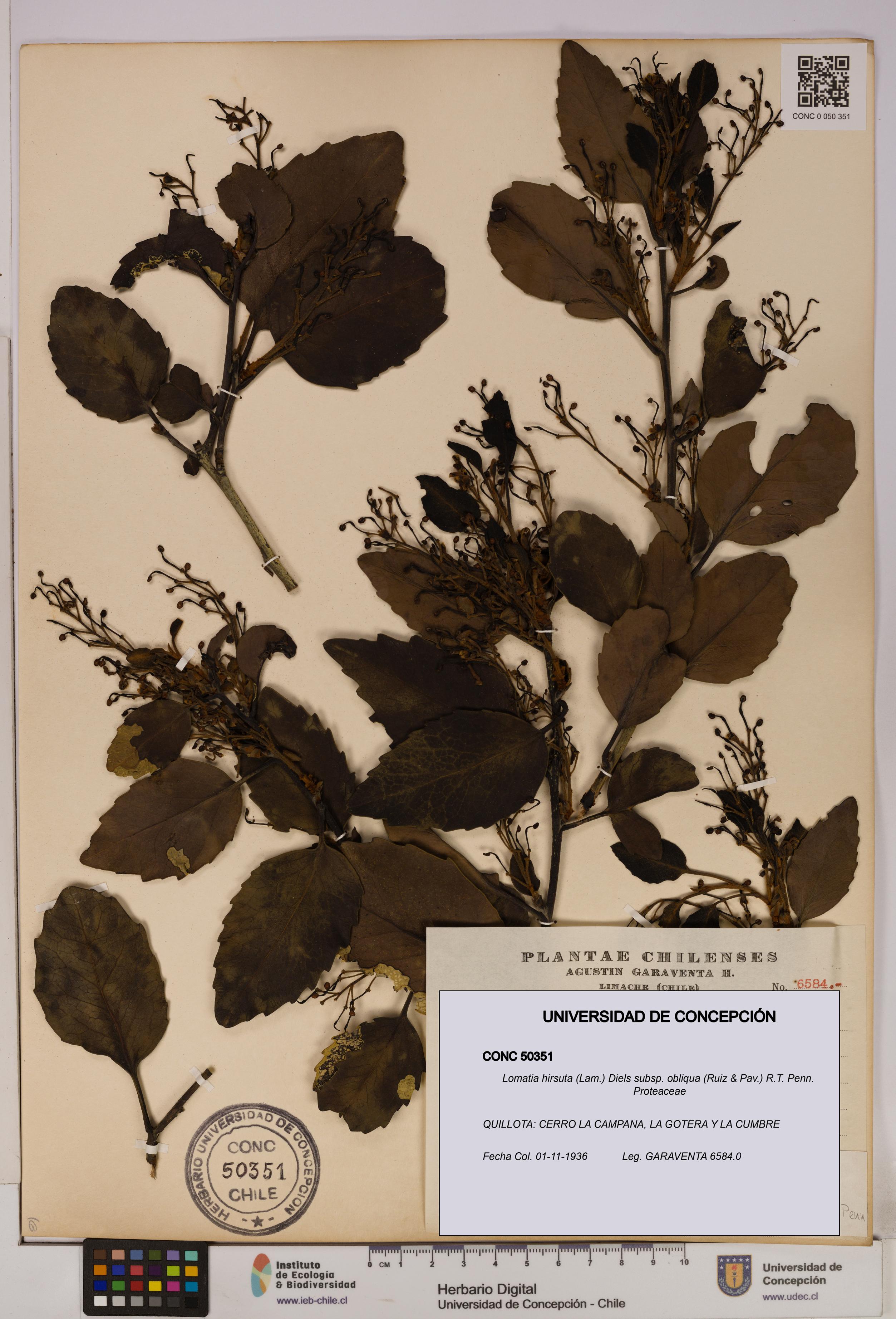 Lomatia hirsuta subsp. obliqua [Espécimen: UDEC:CONC:0050351]