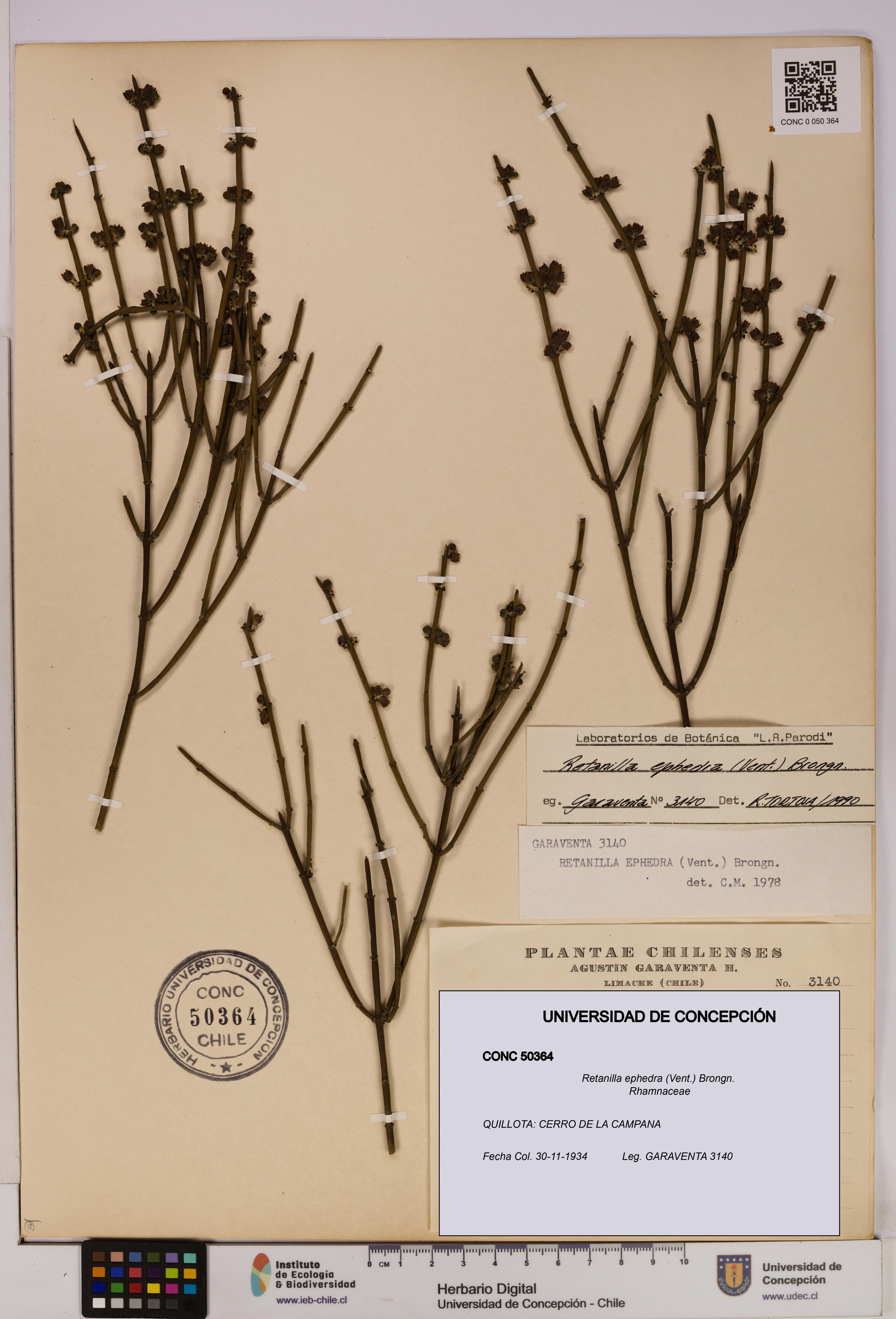 Retanilla ephedra [Espécimen: UDEC:CONC:0050364]