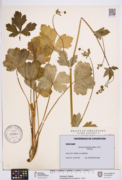 Sanicula crassicaulis [Espécimen: ]
