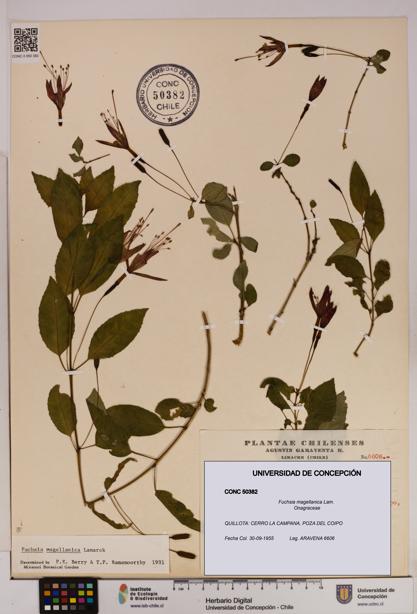 Fuchsia magellanica [Espécimen: UDEC:CONC:0050382]