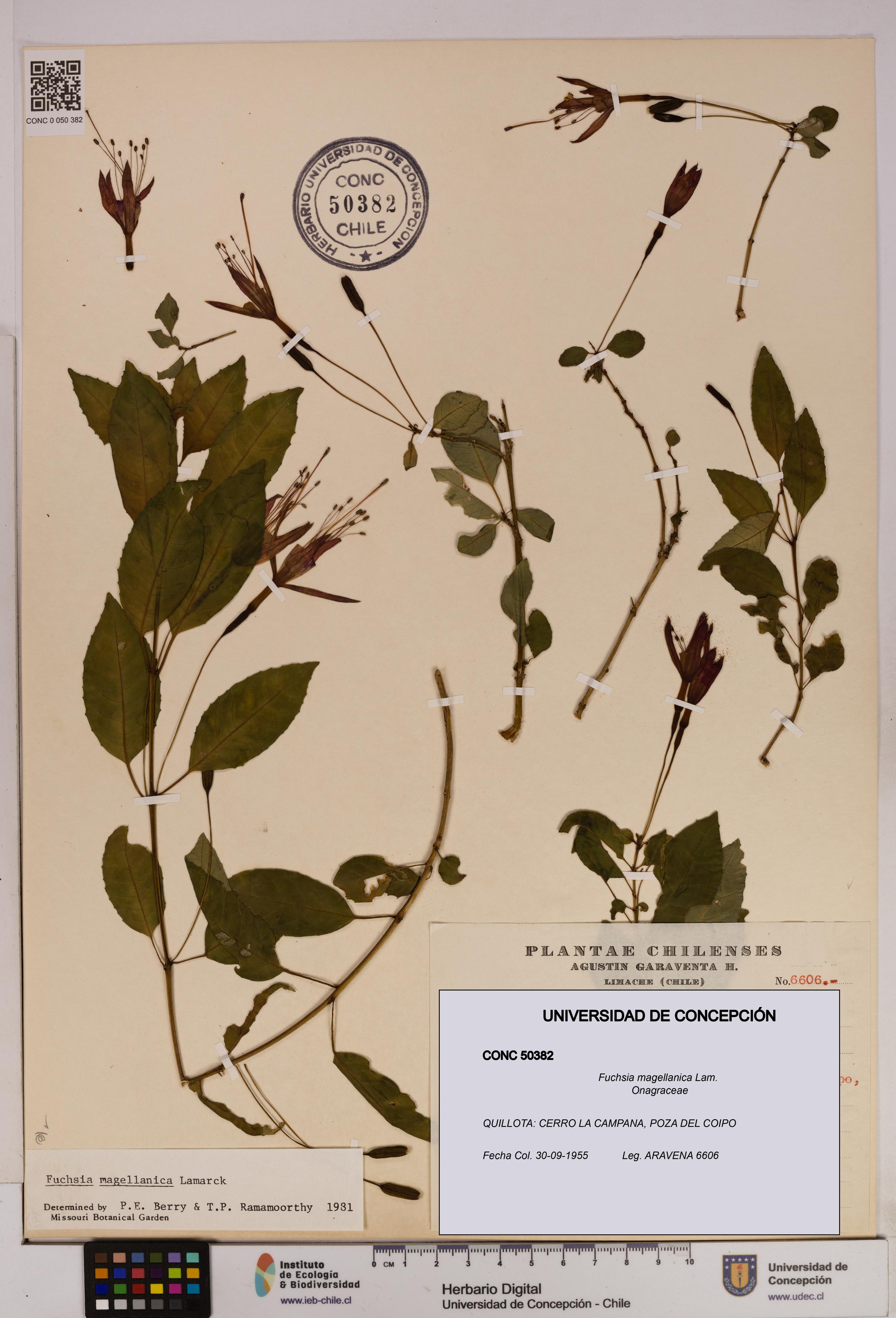 Fuchsia magellanica [Espécimen: UDEC:CONC:0050382]