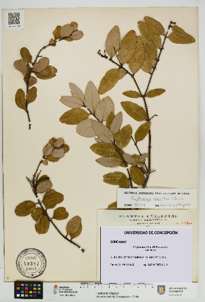 Cryptocarya alba [Espécimen: UDEC:CONC:0050387]